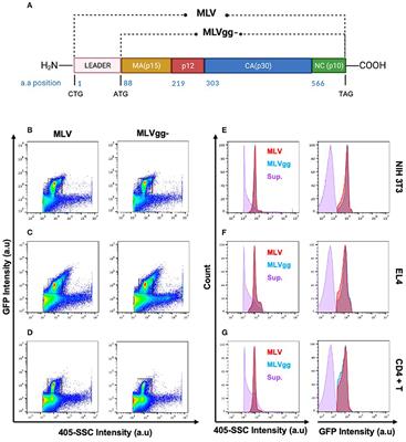 Influence of GlycoGag on the Incorporation of Host Membrane Proteins Into the Envelope of the Moloney Murine Leukemia Virus